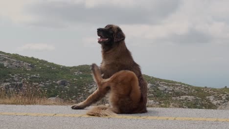 Entzückender-Schäferhund-Kratzt-Auf-Der-Straße-Mit-Ländlicher-Landschaft-Im-Hintergrund