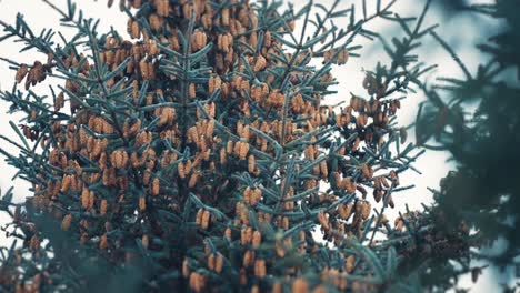 A close-up shot of the pine tree