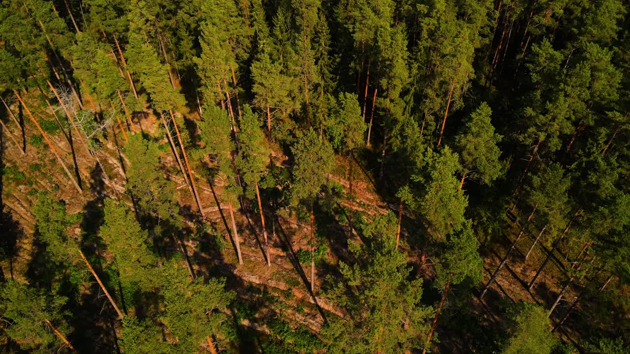 disparo aéreo sobre un denso bosque de pinos verdes en un soleado día de verano, 4k
