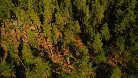 Toma-Aérea-Sobre-Un-Denso-Bosque-De-Pinos-Verdes-En-Un-Día-Soleado-De-Verano,-4k