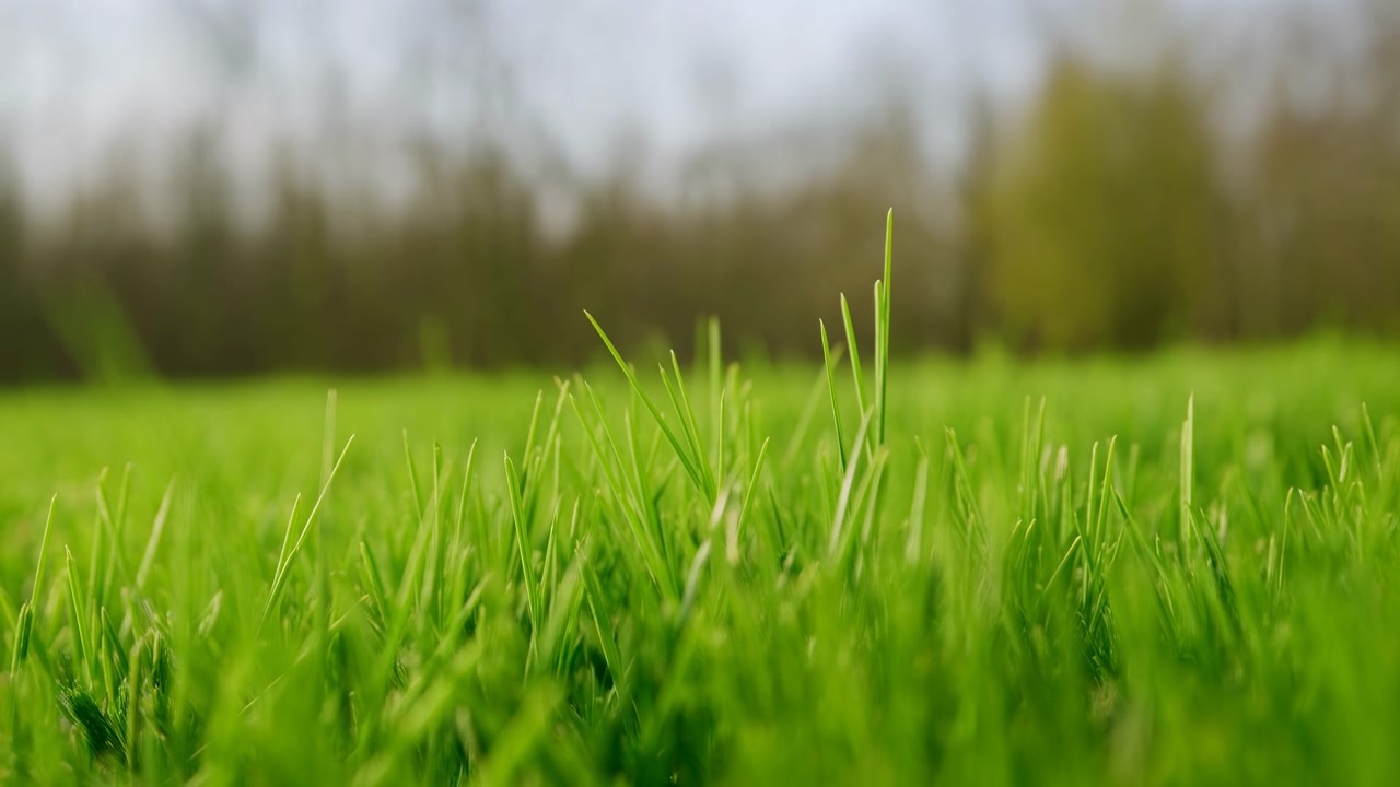 Scena statica di un campo d'erba senza azione, in un ambiente naturale esterno diurno, con erba, alberi, con texture di erba e terra, da una prospettiva grandangolare a livello del suolo, con accenti verdi e marroni