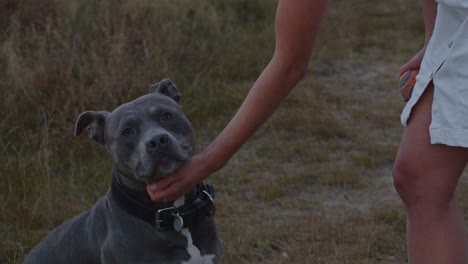 Cute-American-Staffordshire-Terrier-being-pet-by-a-woman's-hand-and-looking-towards-camera