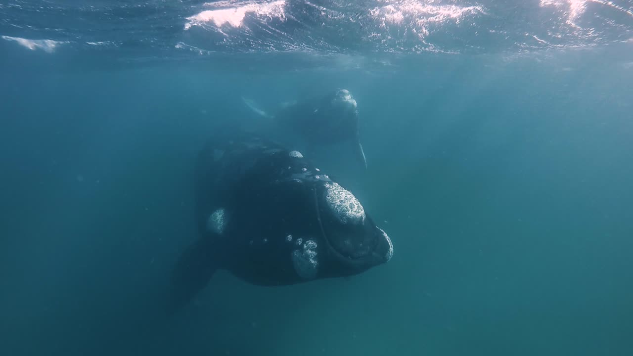 아름다운 어미 고래와 송아지 고래가 해수면 아래에서 천천히 헤엄치고, 슬로모션 수중 촬영