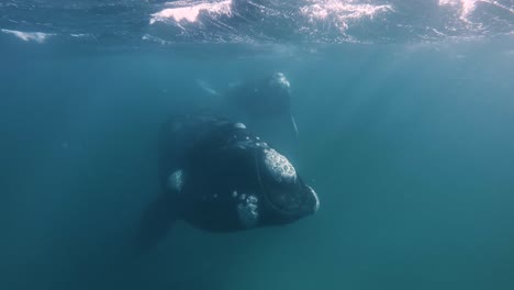 beautiful mother and calf whales swiming slowly under the surface of the sea, slowmotion underwater shot