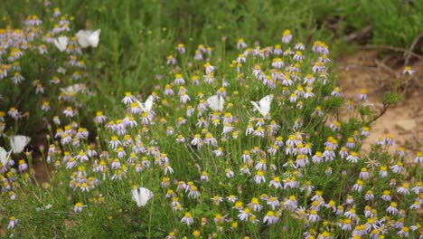 Ein-Flatternder-Schwarm-Braun-Geäderter-Weißer-Schmetterlinge-Im-Feld-Der-Gänseblümchen