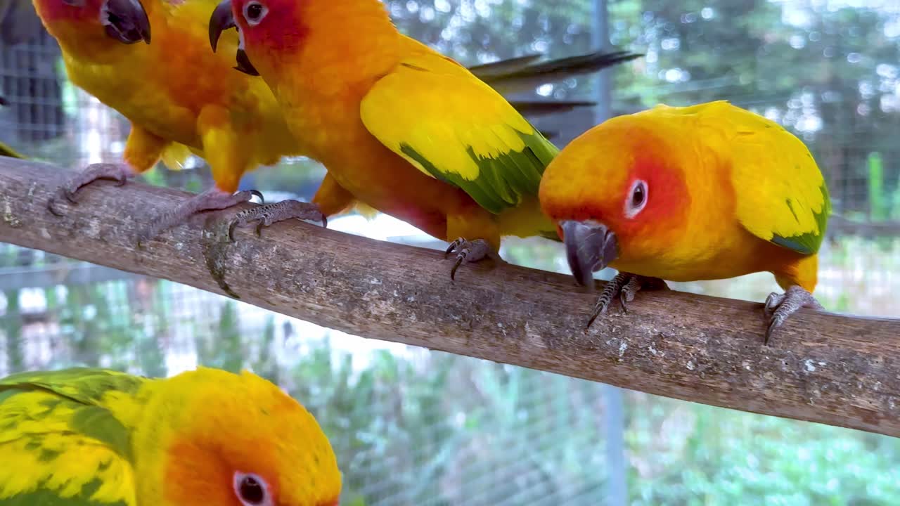 다채로운 무새 들 이 나가지 에서 상호 작용 하고 있다