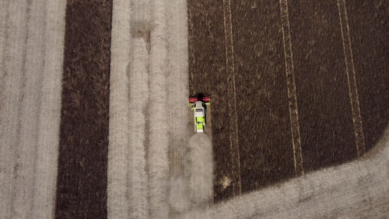 Lenta carrellata di una mietitrebbia durante la raccolta di fave da foraggio.
