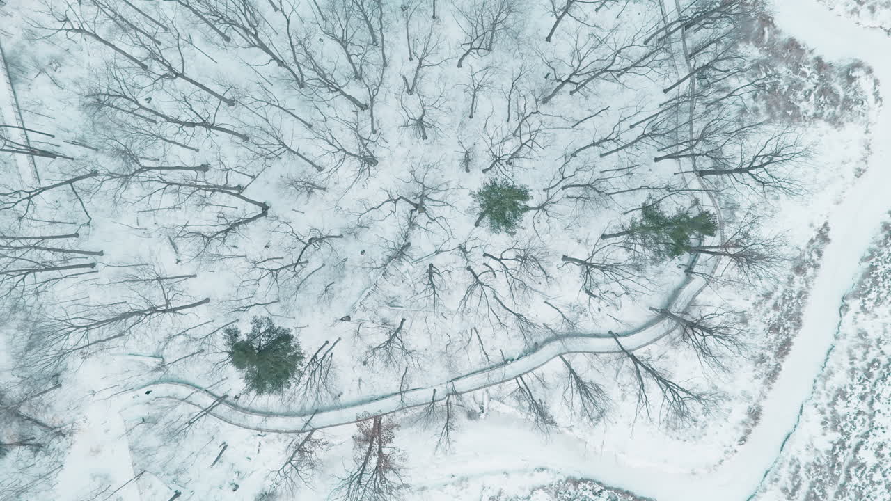 Zone umide innevate con alberi sparsi offrono una serena vista invernale.