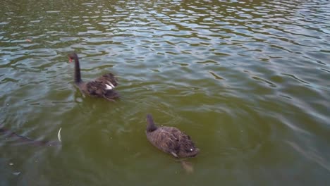 red beak ducks are swimming and playing above the lake in a park with catfish and turtle under the dark water