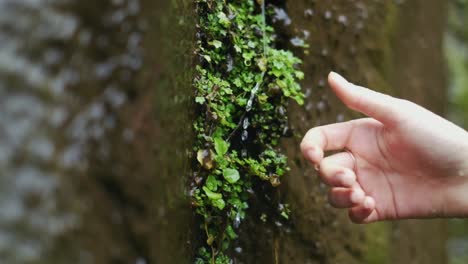 Grünes-Moos-Und-Pflanzen,-Die-Aus-Großen-Moosigen-Felsen-Kommen