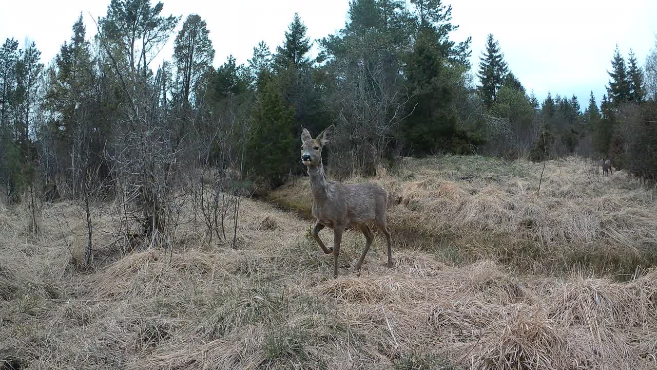 Female Roe deer (Capreolus capreolus) jumping over the stream. Saaremaa, Estonia.