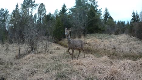female roe deer (capreolus capreolus) jumping over the stream. saaremaa, estonia.