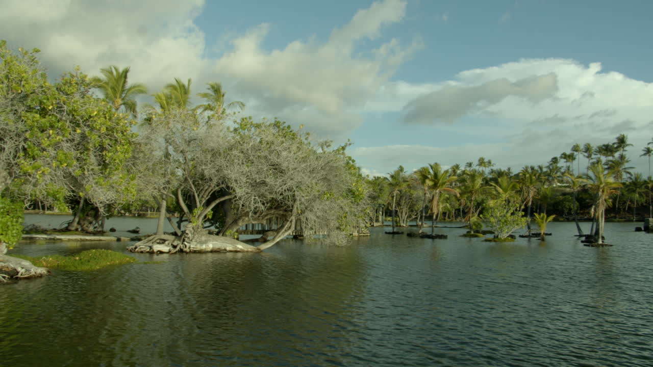 하와이 마우나 라니 연못 산책로 나무와 초록색 빅 아일랜드 오버 호텔