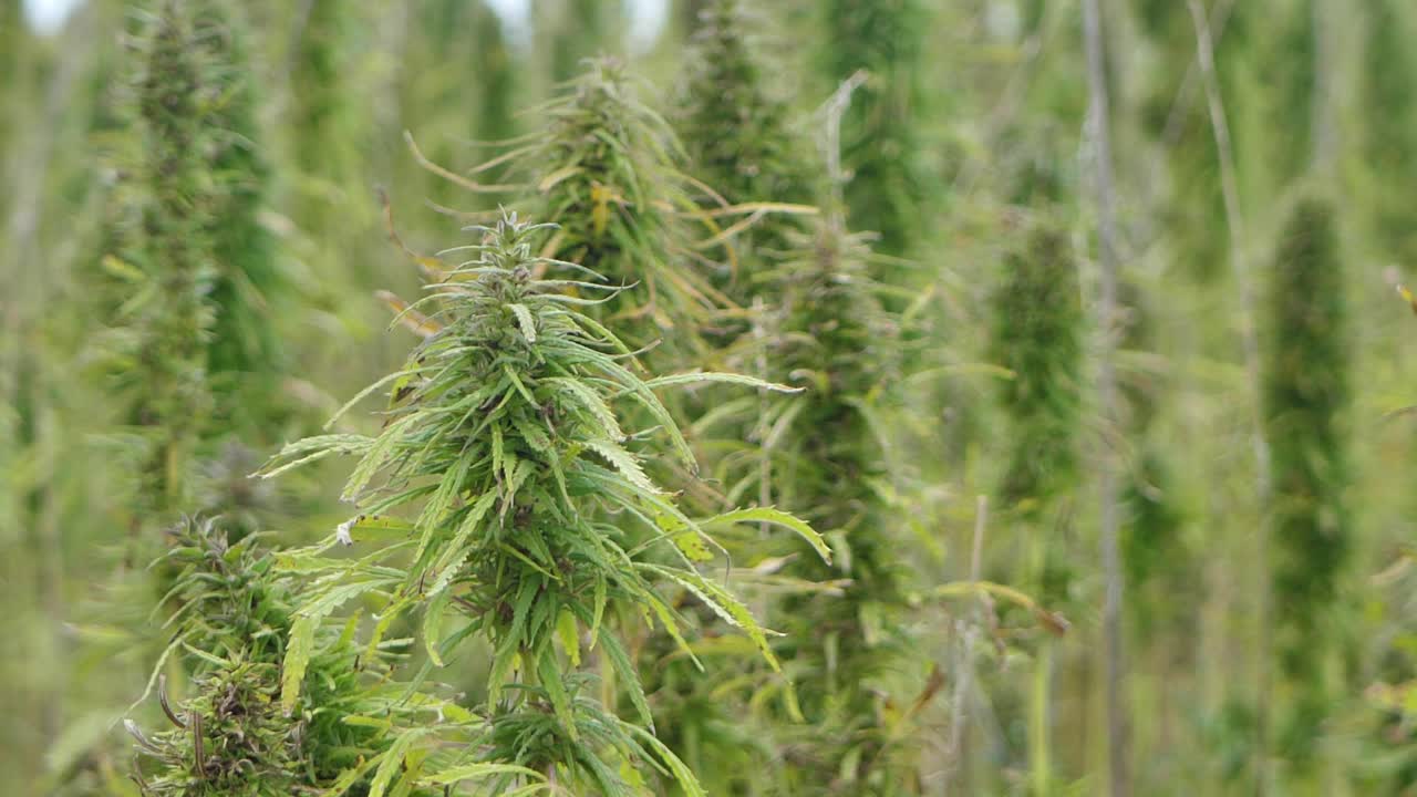 야외 농업 분야의 마약 마리화나 식물