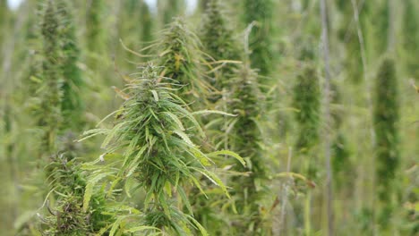 Narcotic-marijuana-plants-in-agricultural-field-outdoors