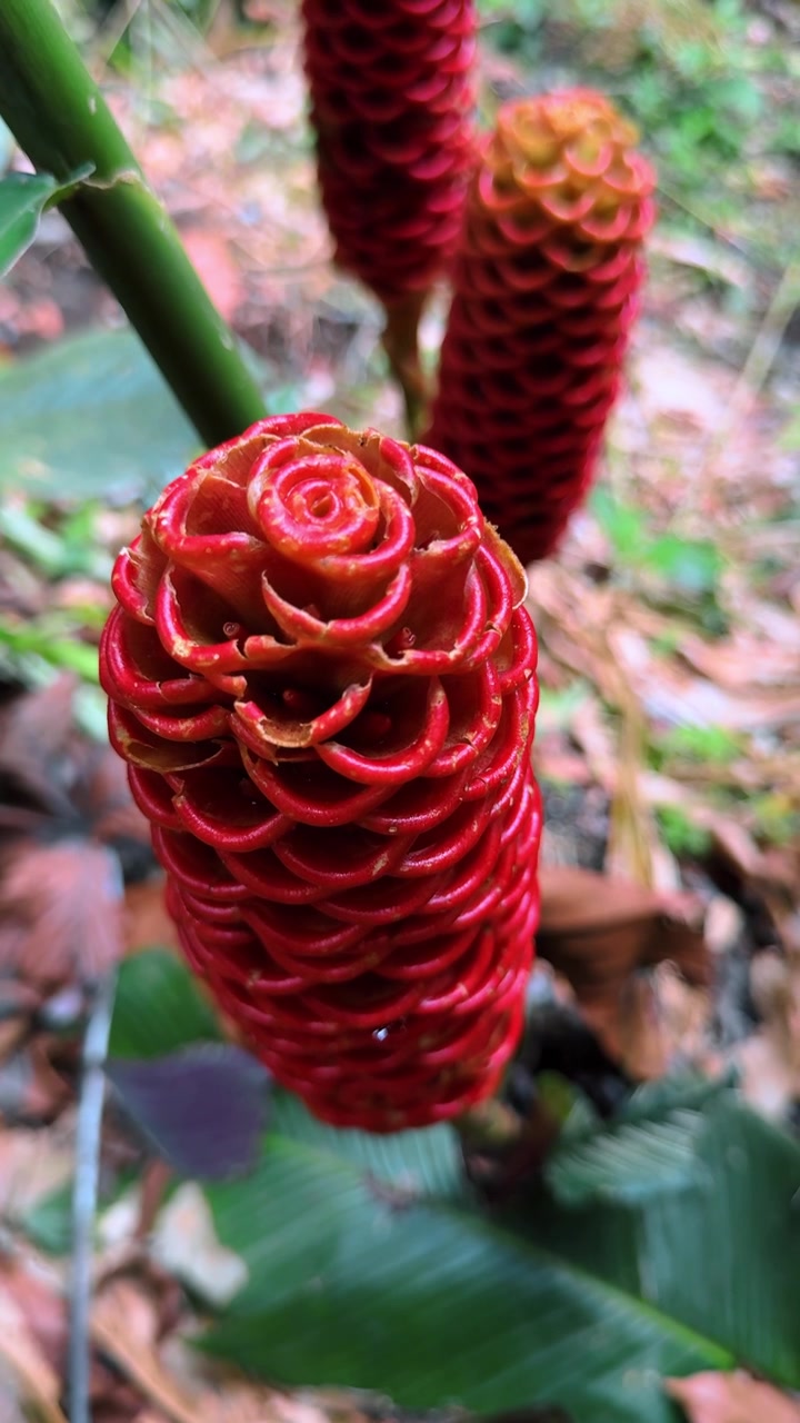 Coni di fiori di zenzero rosso che crescono sul suolo di una foresta pluviale, Costa Rica. Vista dall'alto di petali a spirale stratificati tra foglie cadute e steli verdi