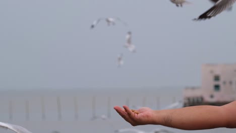 Gaviotas-Arrebatando-Comida-De-La-Mano-De-Un-Hombre,-Centro-Recreativo-Bang-Pu,-Samut-Prakan,-Tailandia