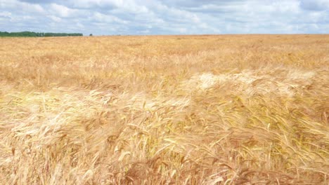 wheat field against a blue sky 4k