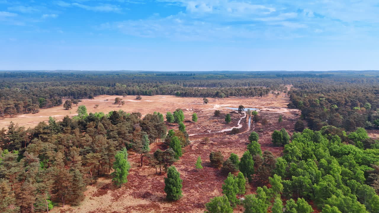 Groene velden in Nederlands natuurgebied. Weelderige bomen en velden creëren een sereen Nederlands landschap op een zonnige dag, wat de schoonheid van de natuur benadrukt