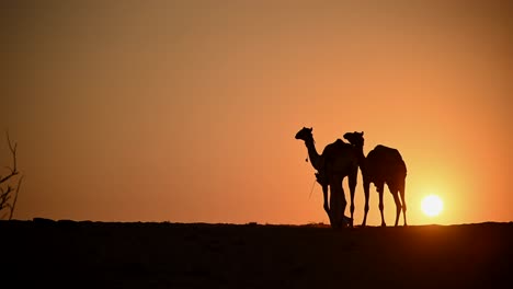 Silhouette-Gegen-Die-Untergehende-Sonne,-Ein-Arabischer-Beduine-Mit-Seinen-Kamelen-In-Der-Riesigen-Arabischen-Wüste,-Vereinigte-Arabische-Emirate