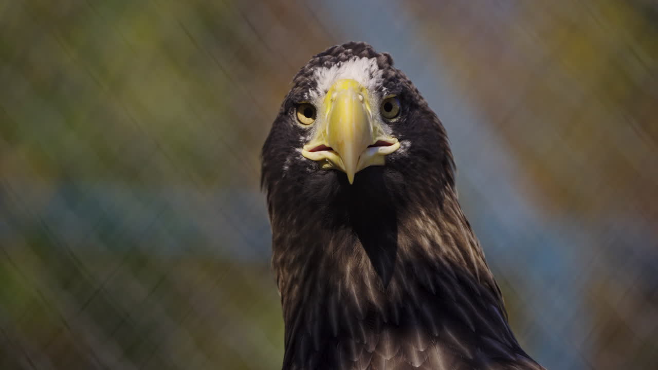 Steller's Sea Eagle Close-Up