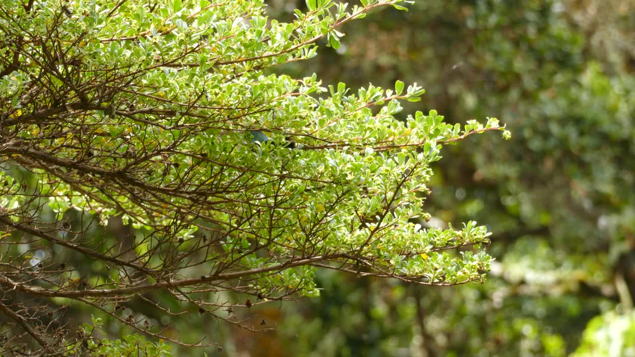 A Fiery-Throated Hummingbird Fluttering Around A Small Green Tree In Costa Rica Under The Sunlight - medium shot