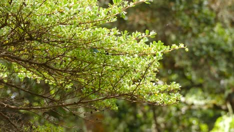 A-Fiery-Throated-Hummingbird-Fluttering-Around-A-Small-Green-Tree-In-Costa-Rica-Under-The-Sunlight---medium-shot