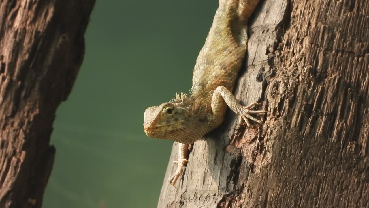 나무 속 에 있는 도마 ⁇  - 사냥 을 기다리고 있다