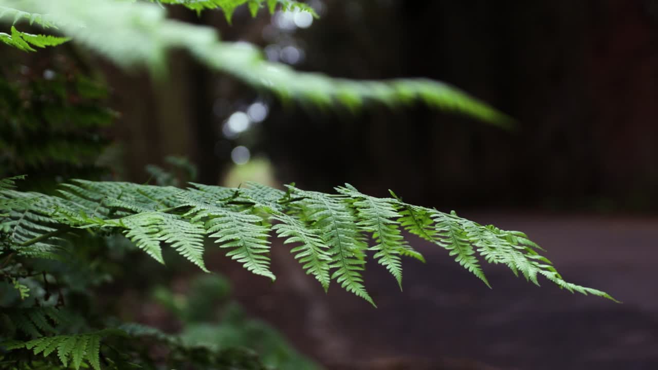 Primo piano di una foglia di felce mossa dal vento
