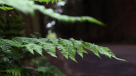 close up of the fern leaf being moved by the wind