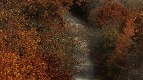 unpaved road between the trees in fall colors in arkansas, usa