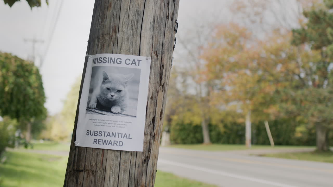 Un poster con informazioni sul gatto scomparso è appeso a un palo vicino alla strada.
