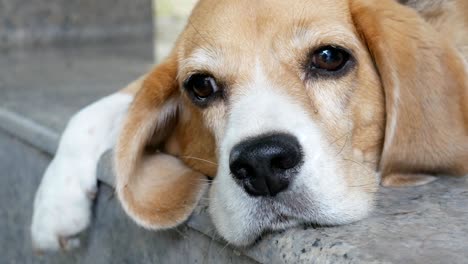 close up portrait of adorable tricolor beagle dog