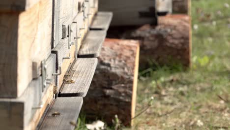 Bees-entering-and-exiting-their-wooden-beehive