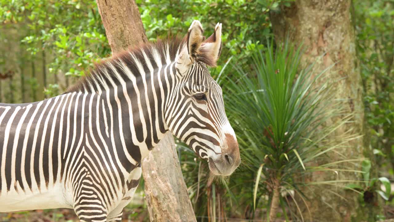 A Grevy's zebra stands still in a sunny enclosure with green foliage and trees
