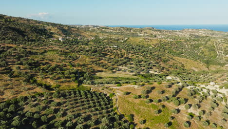 olive oil cultivation on hills near the sea in italy, aerial view