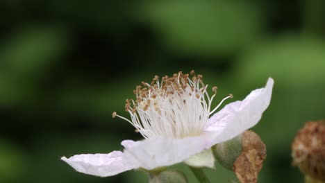 macro close up of bee collecting pollen from white flower in nature