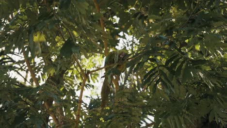 Close-up-shot-of-aggressive-Green-Macaw-sitting-on-branch-of-tree-and-biting-limb-with-leaves-with-beak