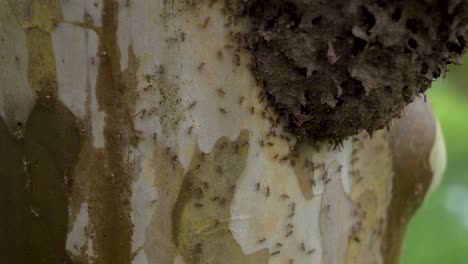 big colony of ants moving on the surface of a tree bark