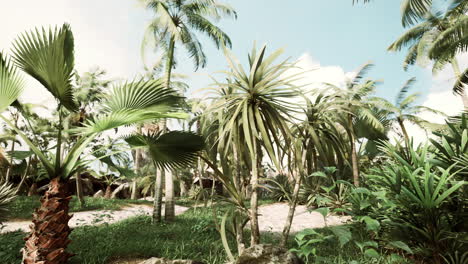 tropical palms and plants at sunny day