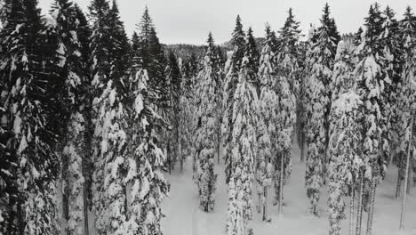 Bosque-Cubierto-De-Nieve,-Vista-Aérea-De-Arriba-Hacia-Abajo-5