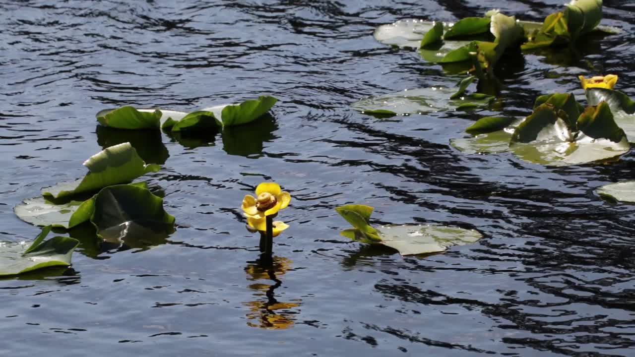 En gul nøkkeroseblomst som beveger seg frem og tilbake i vinden.