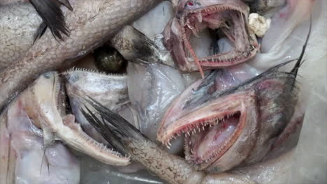 scary, toothy fish in chinatown seafood market