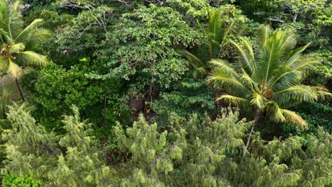 aerial view of dense rainforest canopy with vibrant green foliage and palm trees, captured in natural daylight