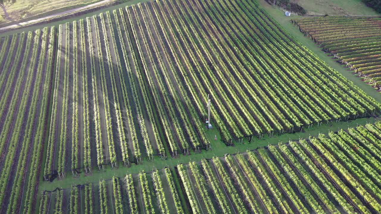 panorámica de drones aéreos sobre filas de viñedos verdes en el campo de la granja de bodegas rurales con sol bajo el día de otoño