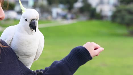 woman and cockatoo sharing a moment outdoors