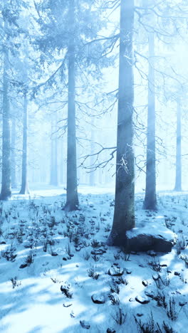 winter forest scene: misty, snowy woods