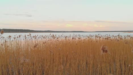 Fliegen-In-Der-Nähe-Von-Getrocknetem-Gras,-Ruhiger-Blauer-See-Im-Hintergrund,-Jugla,-Riga