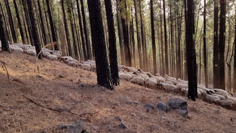 large flock of sheep grazing in a forest with tall trees in the daytime