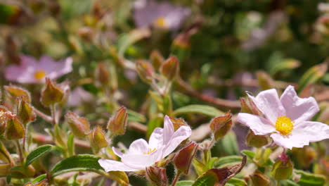 macro close up of a painted lady butterfly feeding on nectar and pollinating pink flowers then flying away